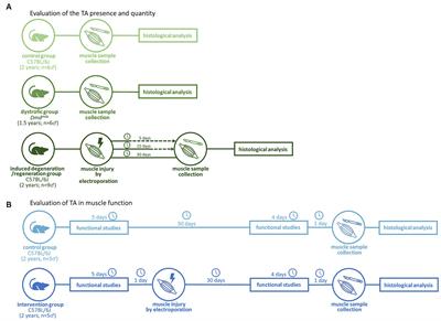 Induced degeneration and regeneration in aged muscle reduce tubular aggregates but not muscle function